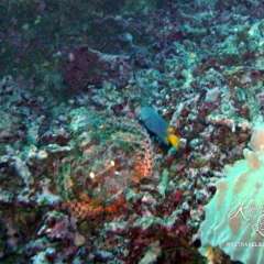 Scorpion fish
