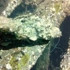 Scorpion fish camoflage
