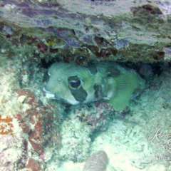 Sweet Porcupine fish