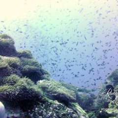 Sunset dive