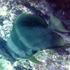 Batfish