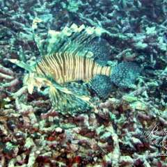 Lionfish