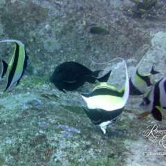 Moorish Idols