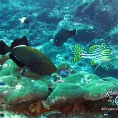 Oriental Sweetlips