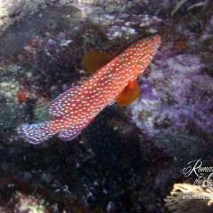Pretty fish