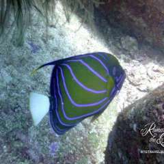 Pretty fish