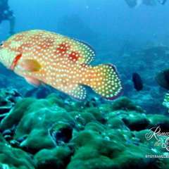 Pretty fish