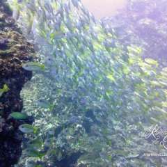 Fish avalanche