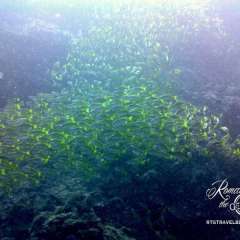 Fish avalanche