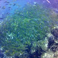 Fish tornado