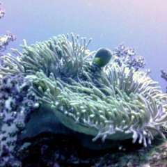 Anemone