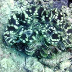 Clam lips
