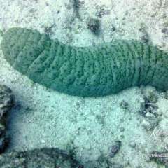 Sea Cucumber