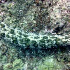 Sea Cucumber
