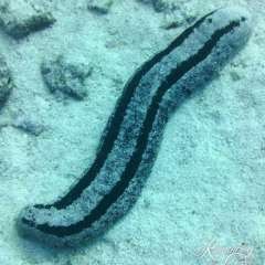 Sea Cucumber