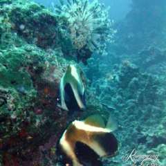 Heniochus Brown Butterflyfish, aka the Humphead Bannerfish