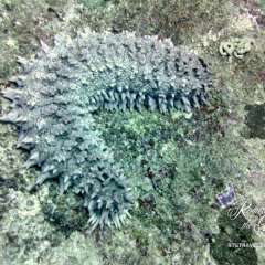 Spiky Sea Cucumber