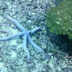 Blue Sea Star Starfish