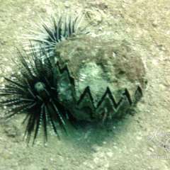 Urchins and Clam