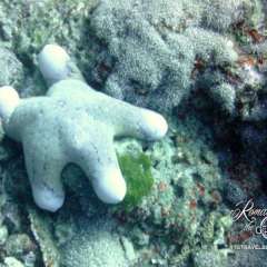 Dough-like starfish. Later, we learned he's a granulated sea star aka cushion seastar / doughboy star