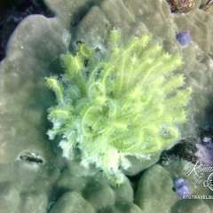 Yellow bushy fern
