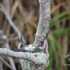 Monkey River - baby birds