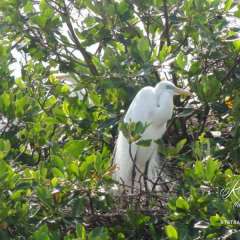 Monkey River egret