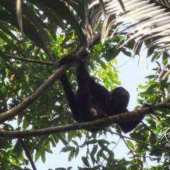 Monkey River howler monkey