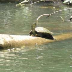 Monkey River turtles