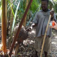 Percy showing us a Monkey River termite nest
