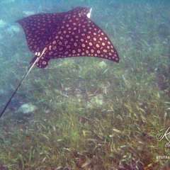 Spotted Eagle Ray! They were jumping beside the boat; Tom jumped in, swam with them and got this pic!