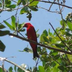 Beautiful bird - I'll try to look up his name