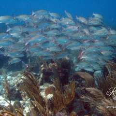 Belize diving