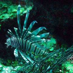 Belize diving - lionfish