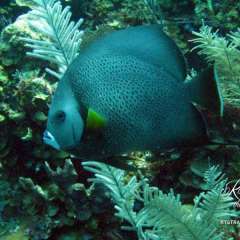 Belize diving - Angelfish