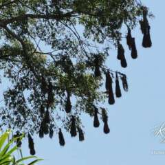 Monkey River bird's "basket" nests