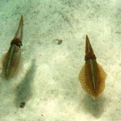 Reef squid