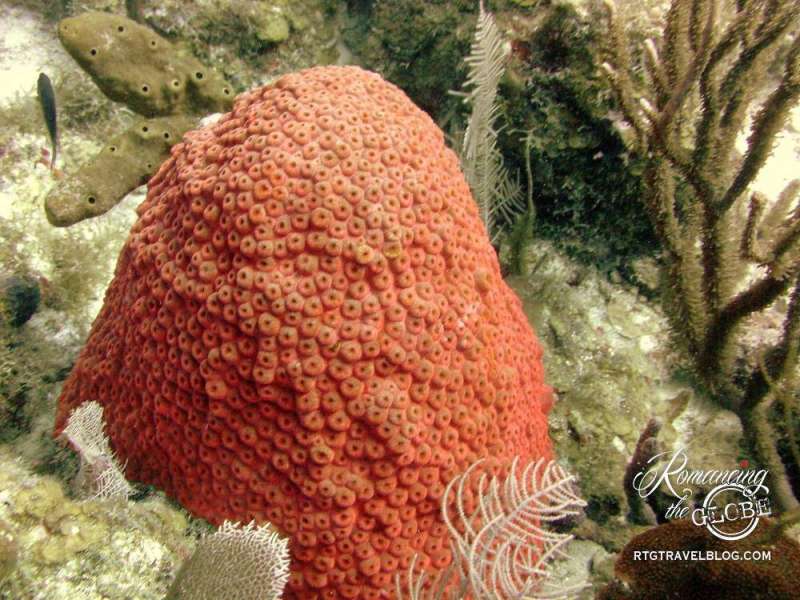 Tortola - colorful coral