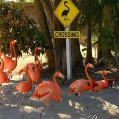 Nassau zoo - marching flamingos