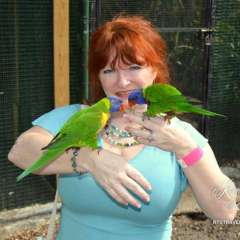 Nassau Zoo - rainbow lorikeets
