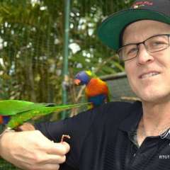 Nassau zoo - rainbow lorikeets
