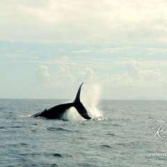 Whale fun!