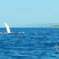 Whale!