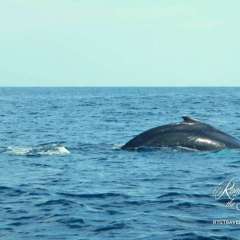 Whales!