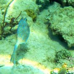 Dominican Republic - Cayo Levantado Cowfish