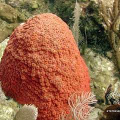 Tortola - colorful coral