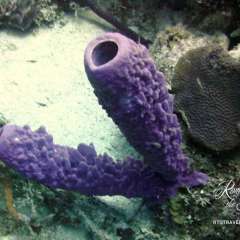 Tortola - purple sponge