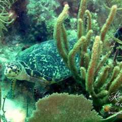 Tortola - turtle