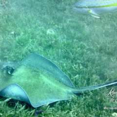 St. Kitts dive - stingray