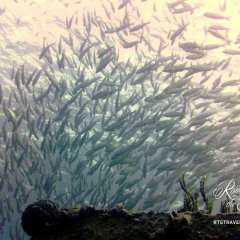 St. Kitts dive - swarm
